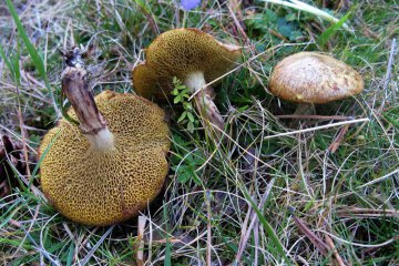 Suillus flavidus: boleto amarillo de turberas