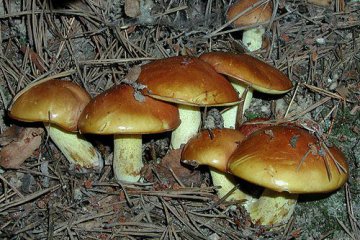 Suillus granulatus, boleto granulado