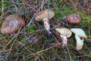 Suillus luteus: boleto anillado, identificación y cocina