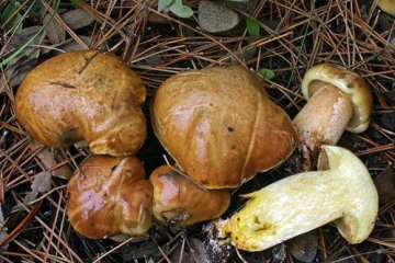 Suillus mediterraneensis, suillus mediterráneo