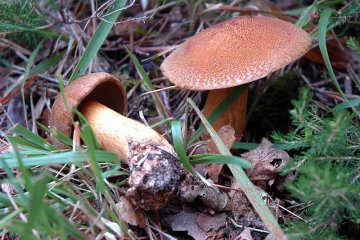 Suillus variegatus, boleto variegado de pinar