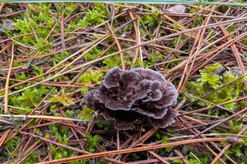 Thelephora caryophyllea: La Seta Clavel