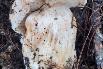Tricholoma colosum: tricoloma coloso (caballero gigante)