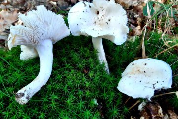 Tricholoma columbetta, la palometa blanca
