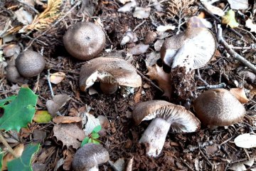 Tricholoma pardinum: identificación, toxicidad y hábitat