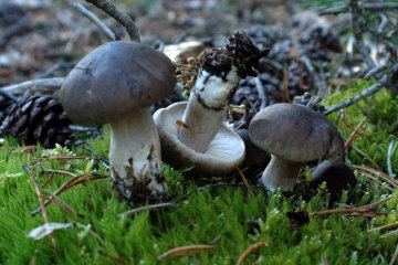 Tricholoma saponaceum: tricoloma jabonoso