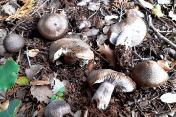 Tricholoma atrosquamosum: identificación y comestibilidad