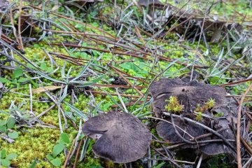Tricholoma terreum: ficha y guía de identificación