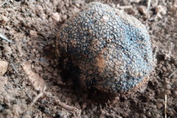 Tuber aestivum, trufa de verano