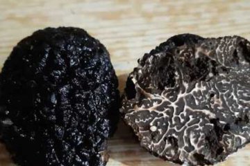 Tuber indicum, la trufa negra asiática