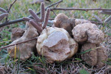 Tuber magnatum: trufa blanca (Alba)