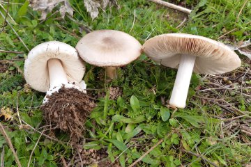 Volvaria volvicina: volvaria (seta con volva y láminas rosadas)