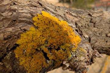 Xanthoria parietina, liquen amarillo de los muros y cortezas