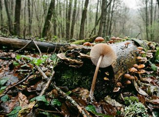 Vocabulario micológico útil: 20 términos para identificar mejor sin sonar a examen
