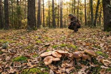 Micoturismo en Castilla-La Mancha: naturaleza, setas y rutas con sabor propio