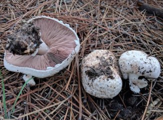 Agaricus arvensis y xanthodermus: cómo no confundir un excelente comestible con un tóxico muy frecuente
