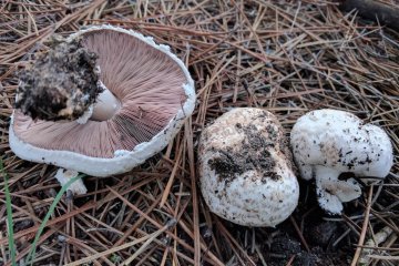 Agaricus arvensis y xanthodermus: cómo no confundir un excelente comestible con un tóxico muy frecuente