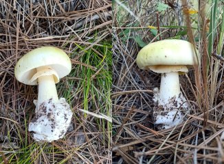 Checklist de fotos para identificar setas y evitar el me suena