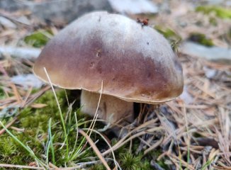 Las primeras setas del otoño: qué especies aparecen en septiembre