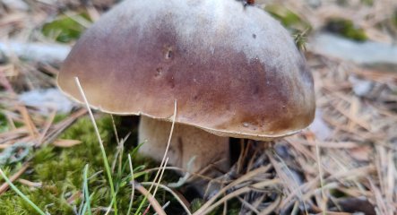 Las primeras setas del otoño: qué especies aparecen en septiembre