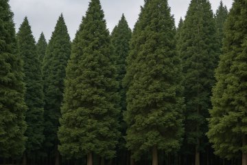 Cipreses y Hongos: Guía Micológica, Especies y Simbolismo