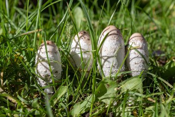 Cómo Identificar Setas y Hongos de Manera Segura
