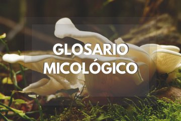 Glosario micológico: diccionario de términos de setas y hongos explicado de forma sencilla