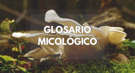 Glosario micológico: diccionario de términos de setas y hongos explicado de forma sencilla