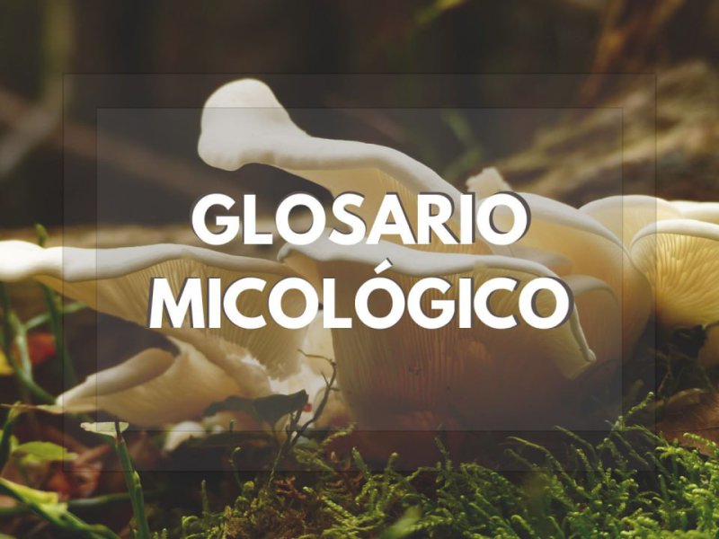 Glosario micológico