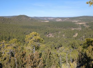 Guía de parques micológicos en Castilla-La Mancha (edición 2026)