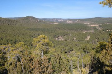 Guía de parques micológicos en Castilla-La Mancha (edición 2026)