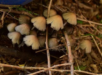 El papel de los hongos en la descomposición de hojas, madera y materia orgánica
