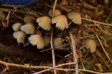 El papel de los hongos en la descomposición de hojas, madera y materia orgánica