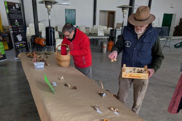 Apps e IA para identificar setas: útiles, pero nunca para decidir si te las comes [Guía 2025]