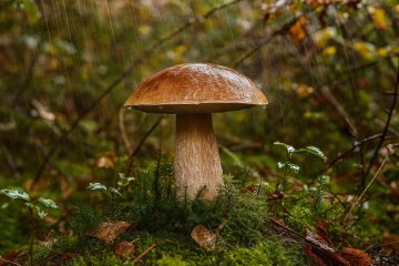 Alarma de lluvia para setas: tu guía para una temporada micológica perfecta en Cuenca