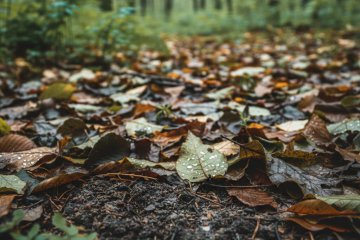Microclimas y suelo: el “cuándo” de las setas en primavera