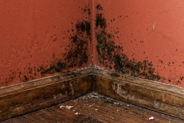 Hongos en casa: moho visible, levaduras y cuándo conviene preocuparse de verdad