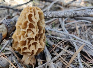 Morchella en contexto: hábitats y por qué a veces salen tras incendios