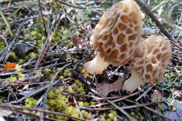 Falsa colmenilla y otras confusiones: por qué adivinar es mala idea