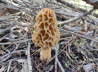 Colmenillas (Morchella): qué saber antes de la pretemporada: seguridad, hábitat y confusiones