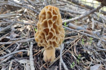 Colmenillas (Morchella): qué saber antes de la pretemporada: seguridad, hábitat y confusiones