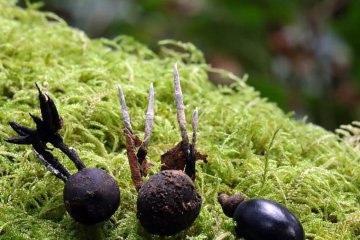 Descubren en Cortegada una nueva especie de hongo que refuerza el valor micológico de Galicia