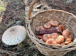 Macrolepiota procera y Amanita phalloides: guía segura para recolectores