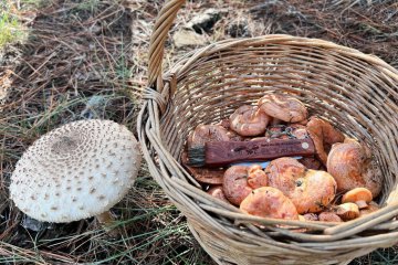 Macrolepiota procera y Amanita phalloides: guía segura para recolectores