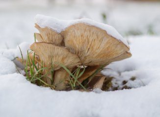 Hongos invernales: vida micológica más allá del otoño