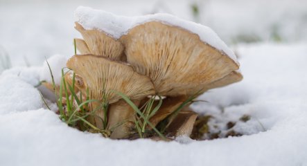 Hongos invernales: vida micológica más allá del otoño