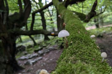 Consejos para Recolectar Setas en Otoño: Guía Práctica para Principiantes