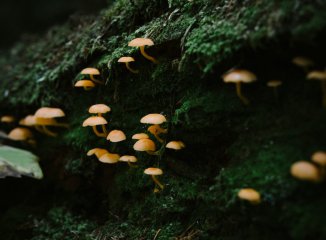 Temporada micológica de otoño 2026: cómo prepararse antes de salir al monte