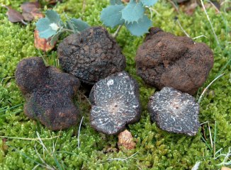 Temporada de trufa en invierno: cómo reconocerla, comprarla y conservarla sin errores