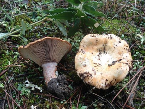 Lactarius sanguifluus